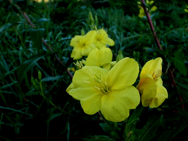 a0007388_1229269.jpg