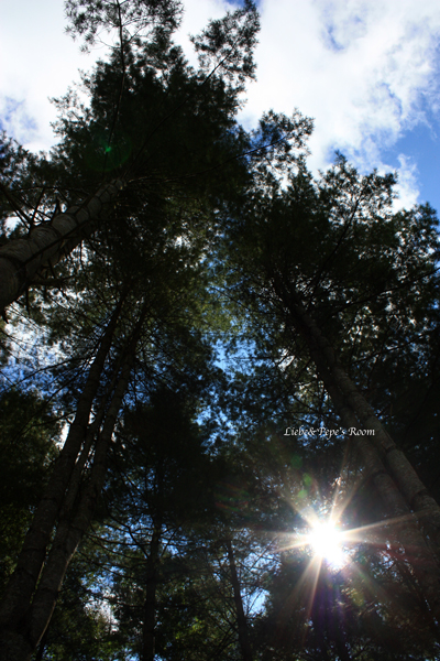 f0001895_20163781.jpg