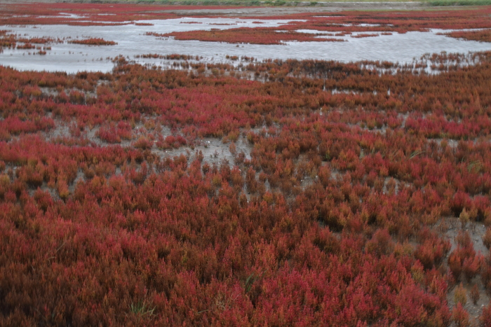 c0215627_6401448.jpg