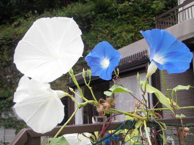 a0054240_2004719.jpg
