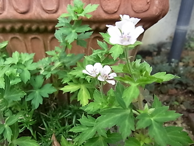 b0206784_1175362.jpg