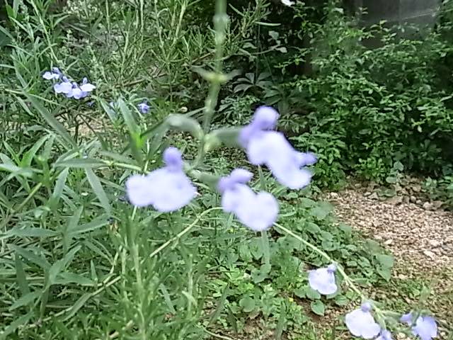b0206784_11816100.jpg