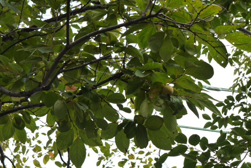 f0222692_10345860.jpg