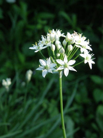 e0017396_0171126.jpg