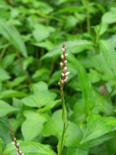 e0017396_0181851.jpg