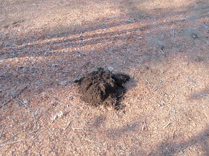e0077899_943846.jpg
