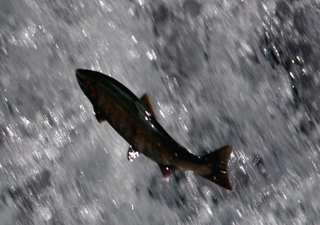 a0184303_22205824.jpg