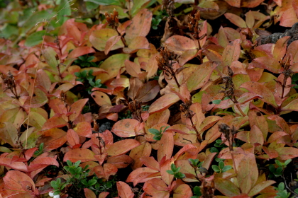 f0041606_9748100.jpg