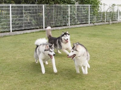 b0207615_23251265.gif