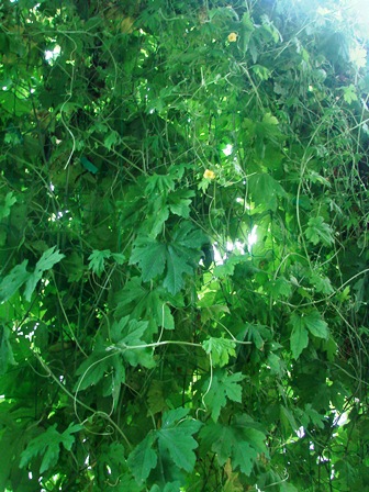 c0039924_2192484.jpg