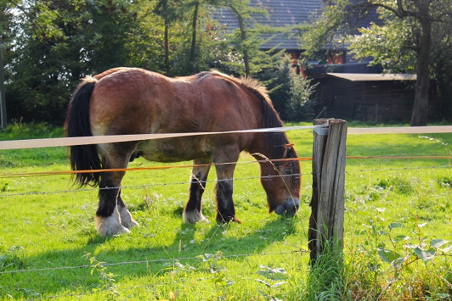 c0153740_0155996.jpg