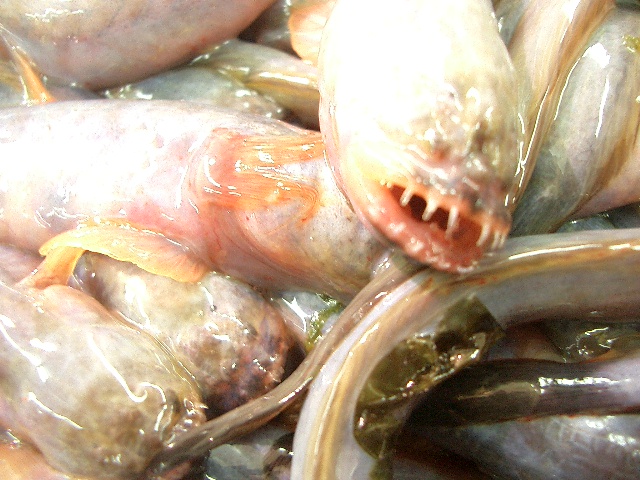 f0201157_1534557.jpg