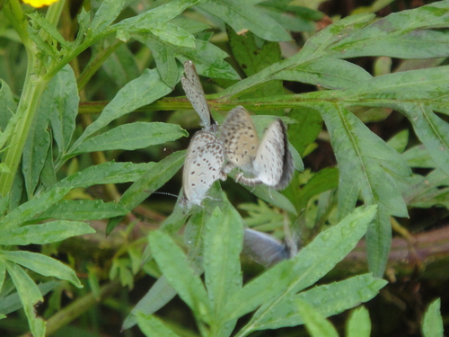 c0108460_1617427.jpg
