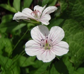 c0018489_011613.jpg