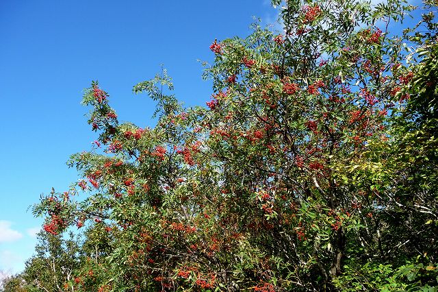 e0137200_22263911.jpg