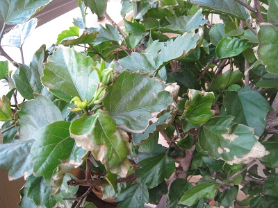 e0178307_14232317.jpg