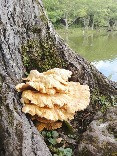 f0181524_1824137.jpg