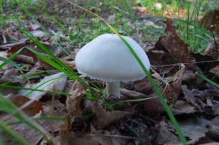 a0177032_2311435.jpg