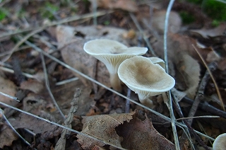 a0177032_23114823.jpg