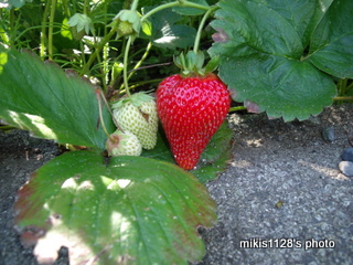 f0045736_6571912.jpg