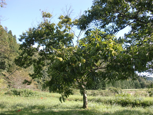 e0110940_22152445.jpg