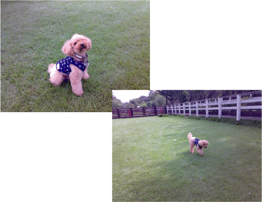 b0182846_15293384.gif