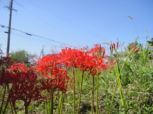 c0108460_16251288.jpg