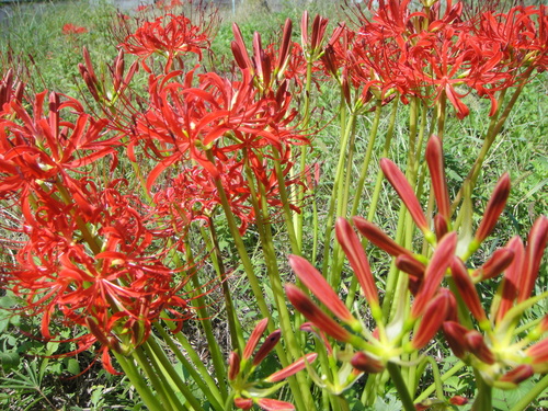 c0108460_16264691.jpg