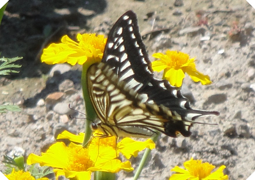 c0108460_16274756.jpg