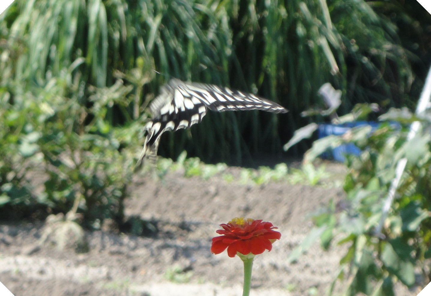 c0108460_1629623.jpg