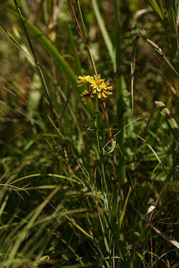e0054067_2121696.jpg