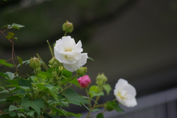 f0054677_955630.jpg
