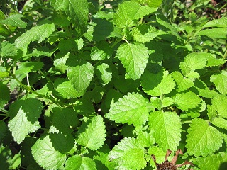c0152002_172143.jpg