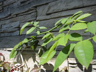 c0152002_1723693.jpg