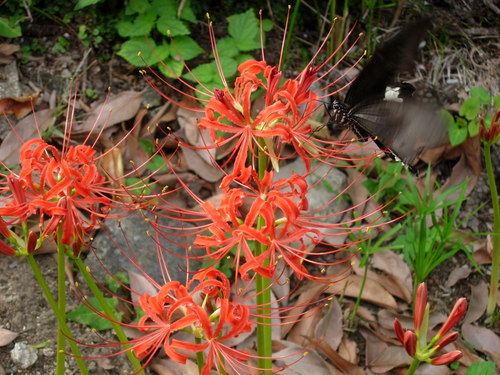 b0009103_159918.jpg