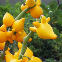 d0016003_1547016.jpg
