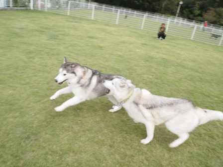 b0207615_21162122.gif