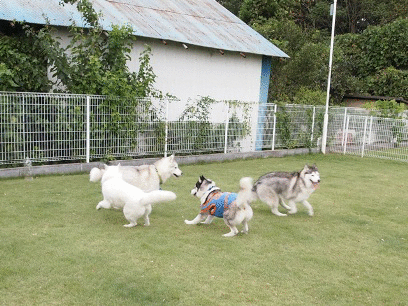 b0207615_21163892.gif