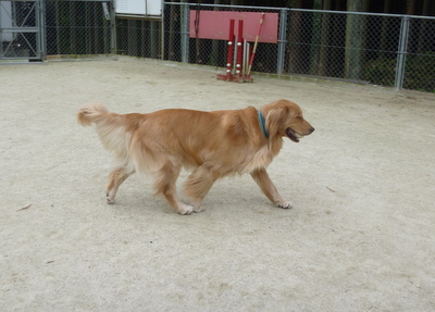 e0140616_20133257.jpg