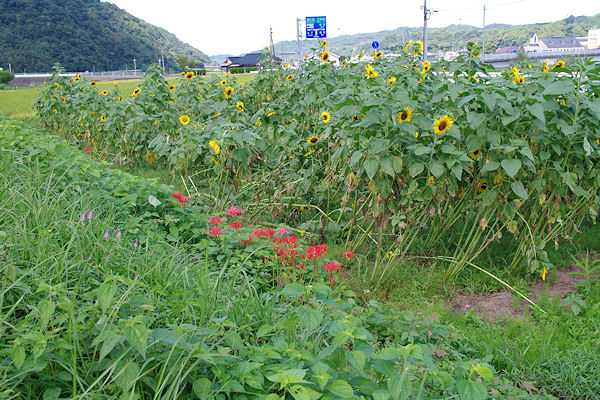 f0007926_15241051.jpg