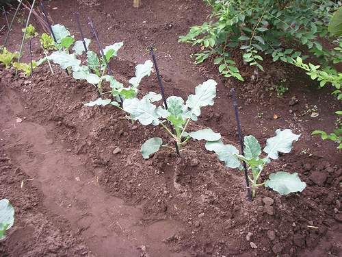 a0034438_17111130.jpg