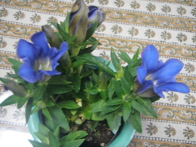 a0054240_2051964.jpg
