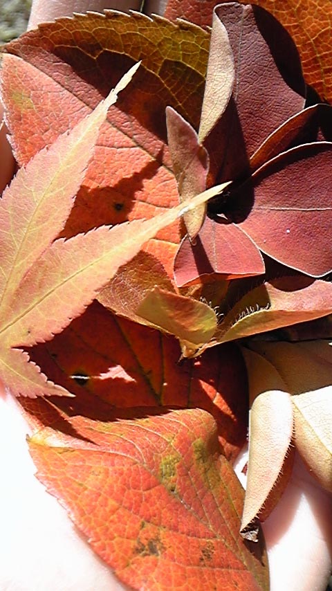 e0118274_2048533.jpg