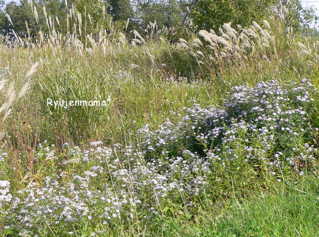 b0169987_19411353.jpg
