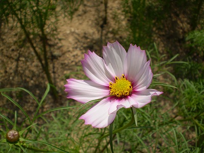 a0135990_21314831.jpg