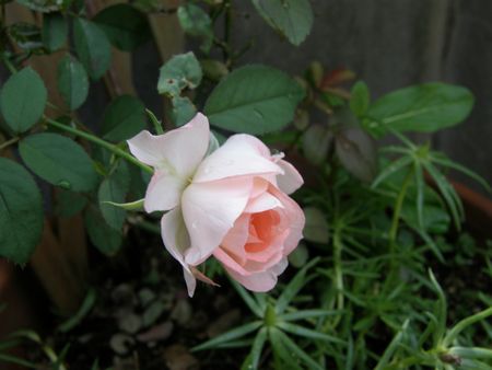 b0061107_1010127.jpg
