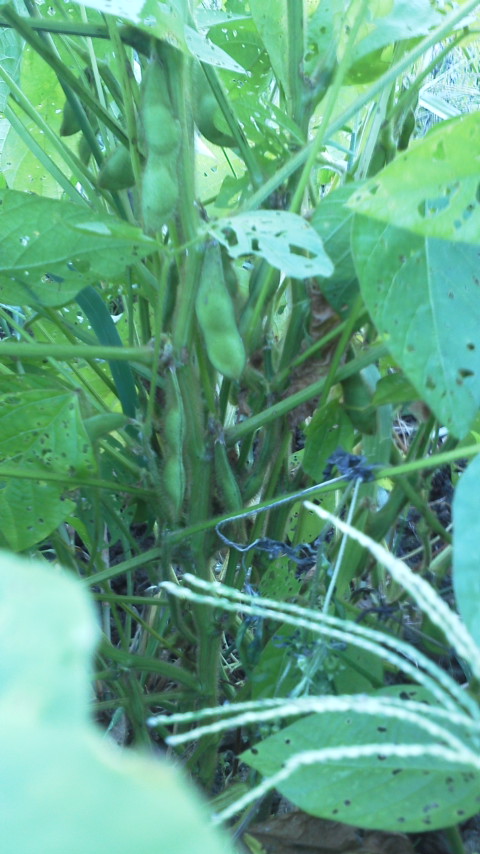 e0168109_18192626.jpg