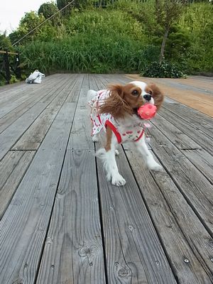 f0214121_2161515.jpg