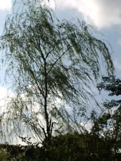 a0194522_6185594.jpg