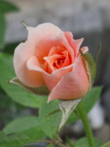 b0199924_950232.jpg
